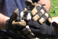 This day-old kitten was rescued by HSUS emergency services staff in Cedar Rapids. The HSUS is in Iowa to save pets from the recent floods. (Photo credit: The HSUS)